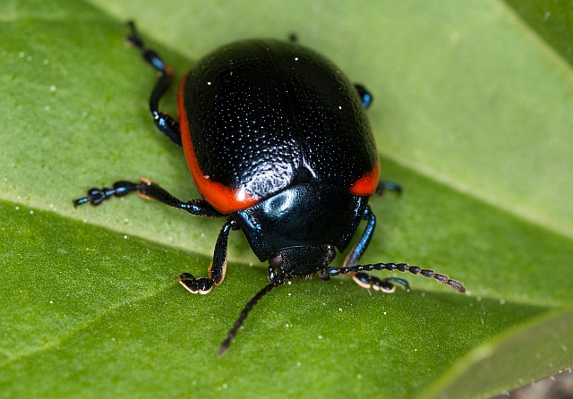 Chrysolina rossia